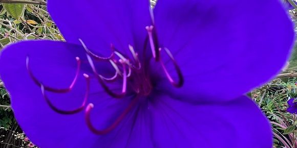 Flower2 A purple flower, close up of the stamens