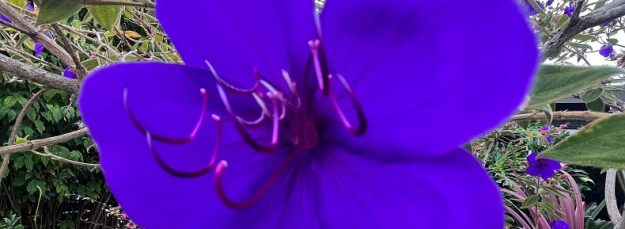 A purple flower, close up of the stamens