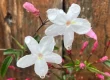 A picture of white jasmine flowers with water droplets dangling from them accompanies my page cataloguing my Podcast Appearances
