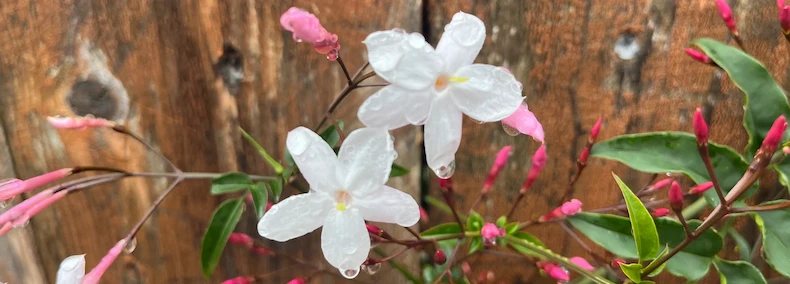 A picture of white jasmine flowers with water droplets dangling from them accompanies my page cataloguing my Podcast Appearances