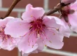 Picture of pink peach blossoms accompanies my page describing family meetings.