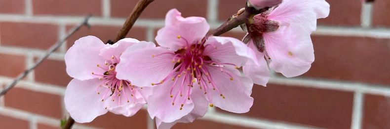 Picture of pink peach blossoms accompanies my page describing family meetings.
