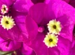Picture of Purple Bougainvilla flowers accompanies my blog post titled, "Men, open up. . . .Eww, not that way."