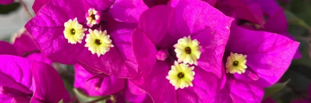 Picture of Purple Bougainvilla flowers accompanies my blog post titled, "Men, open up. . . .Eww, not that way."