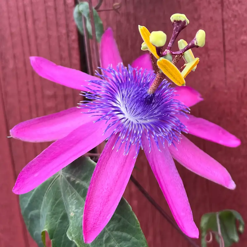 Picture of a passion fruit flower accompanies my page describing Identity Affirming Sex Therapy