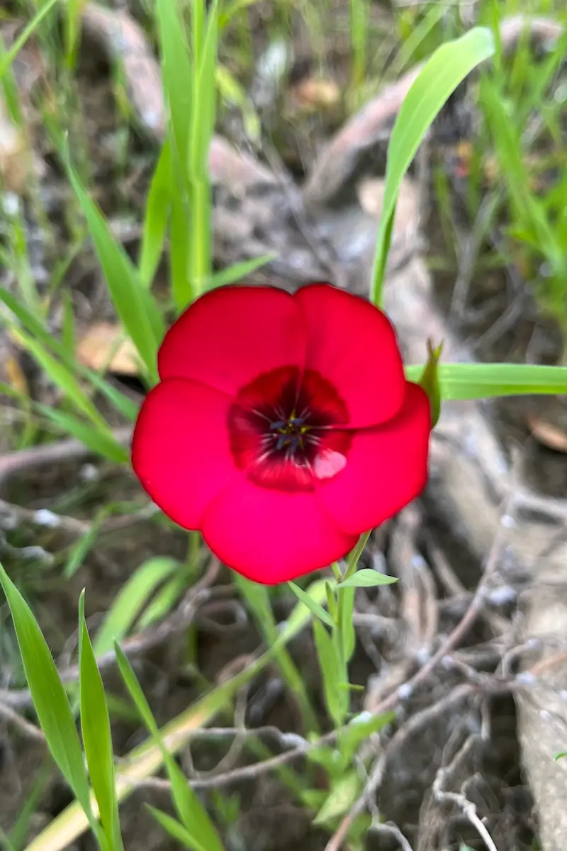 Photo of a Scarlet Flax wildflower accompanies my page describing my services for women's sexual issues.