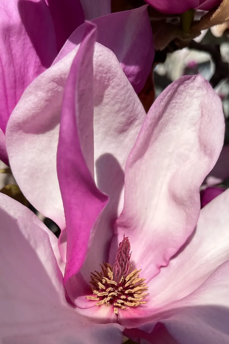 The shaded center of a pink and white saucer magnolia flower accompanies my page describing Sex Therapy