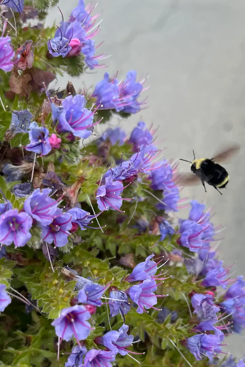 A photo of a bumblebee hovering over purple pride of madeira flowers accompanies my page for therapy for polyamory.