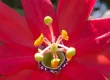 Picture of a Red Passion Flower accompanies my blog post about AI and Communication in Relationships.
