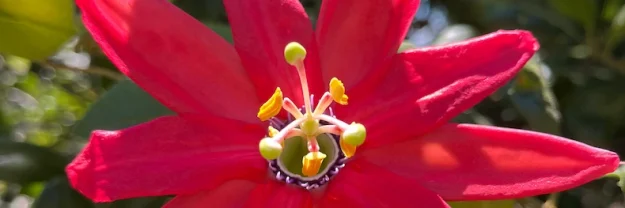 Picture of a Red Passion Flower accompanies my blog post about AI and Communication in Relationships.
