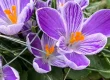 Pictures of white and violet spring crocus accompany my post answering, "How Does Therapy help manage ADHD?"