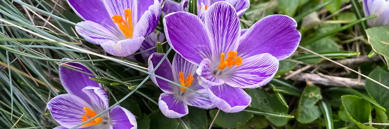 How Does Therapy Help Manage ADHD Pictures of white and violet spring crocus accompany my post answering, "How Does Therapy help manage ADHD?"