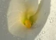 A close up picture of the center of a calla lily accompanies my blog post answering the question, "Why don't stress and sexual arousal mix?"