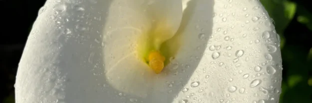 IMG_2487 A close up picture of the center of a calla lily accompanies my blog post answering the question, "Why don't stress and sexual arousal mix?"